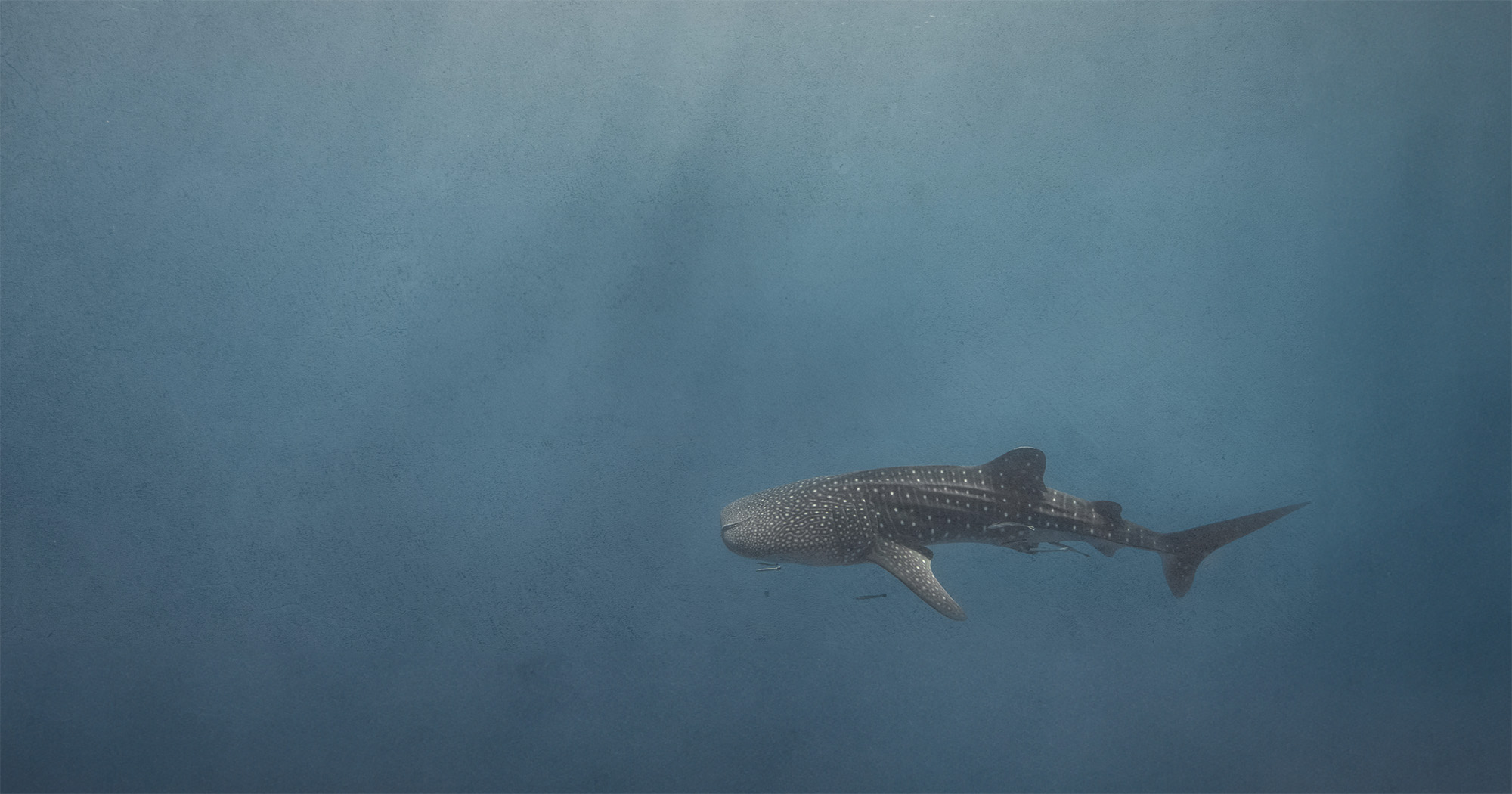 ocean eye images header